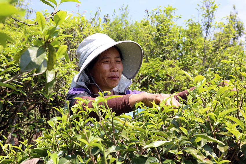 一线调研|云南景东:"一片叶子"的富民实践