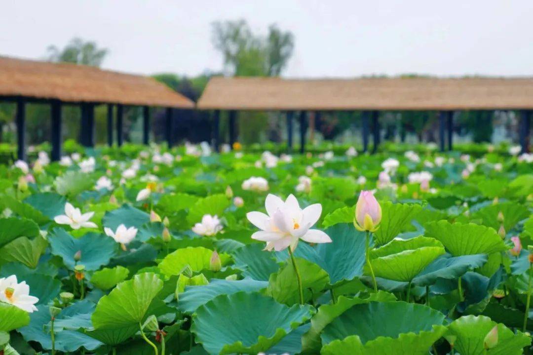 金湖荷花荡:no!no!no!今年和往年不一样哦~_赏荷_文化_景区