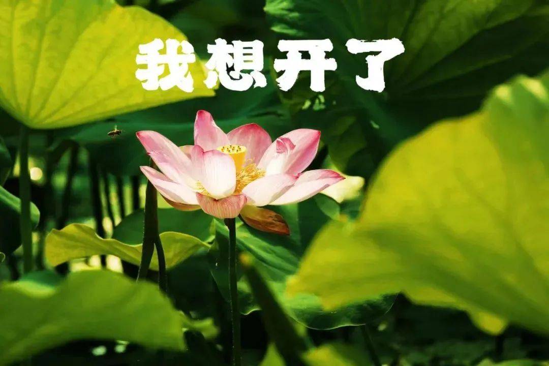 今夏云县第一波荷花,开了!