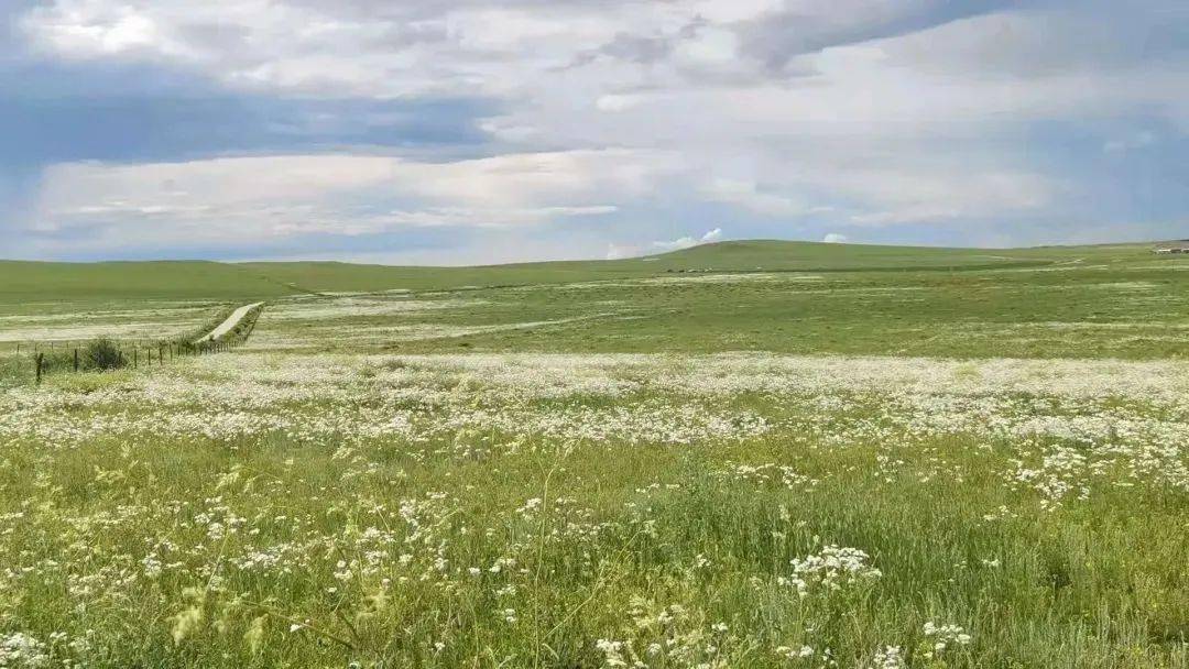 锡林郭勒大草原 | 6.8-6.