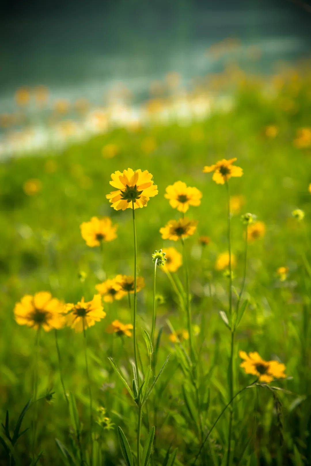 1080_1620竖版 竖屏