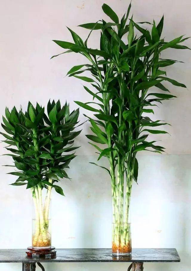 室内光照不足,就养4种耐阴绿植,枝叶翠绿茂盛,有精神有活力