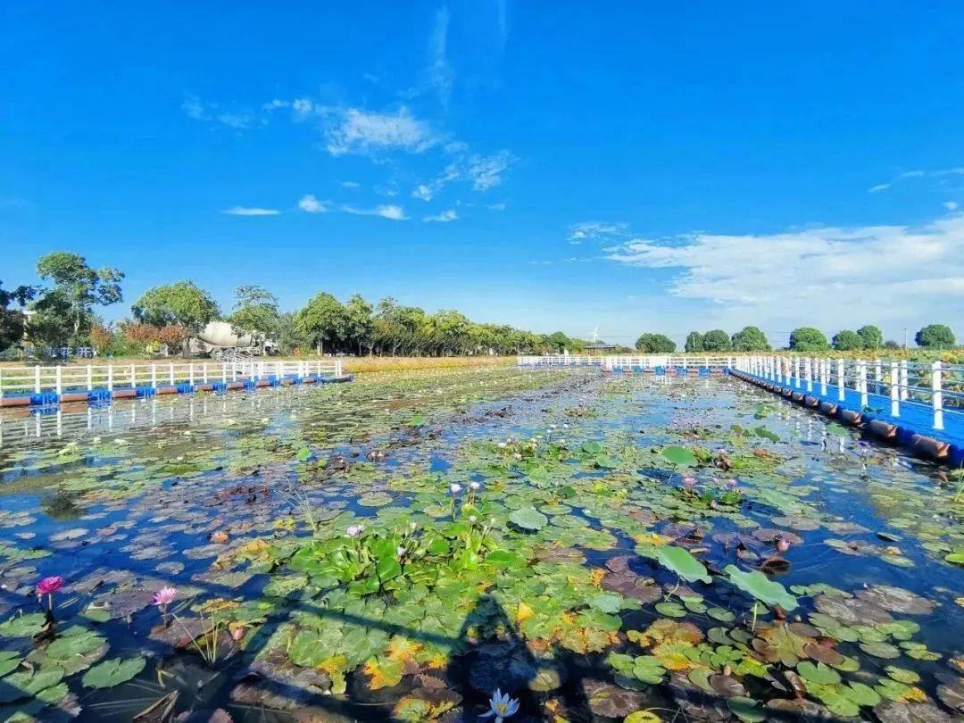 金湖荷花荡:no!no!no!今年和往年不一样哦~_赏荷_文化_景区