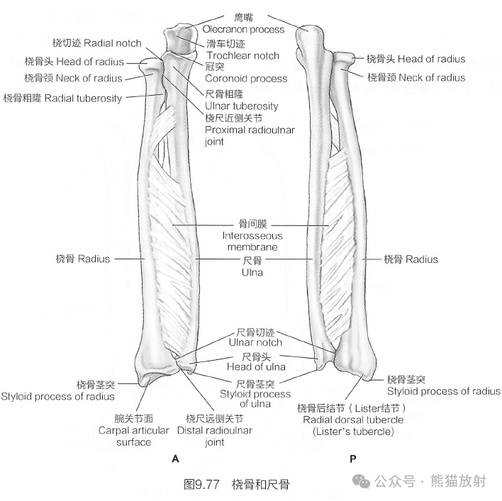 前臂图解图片