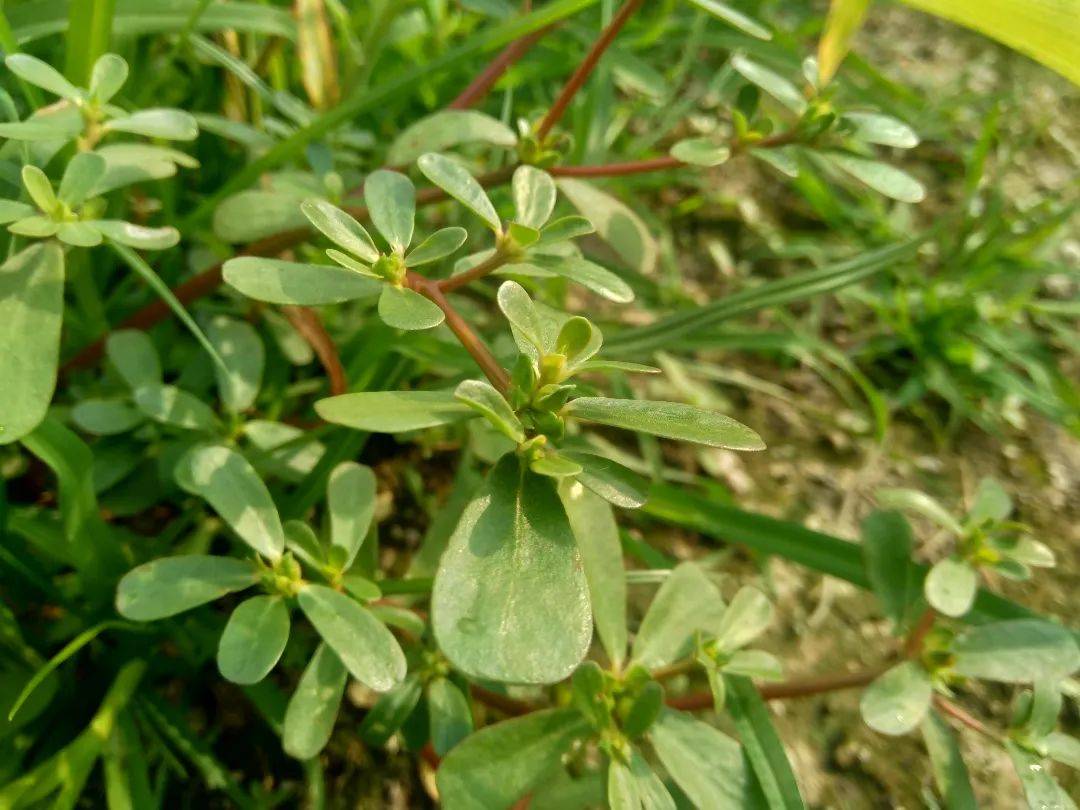 7倍,这种"长寿菜"现在吃正好