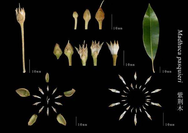 这些珍稀植物的花朵,你见过吗?05_沉香_种子_保护