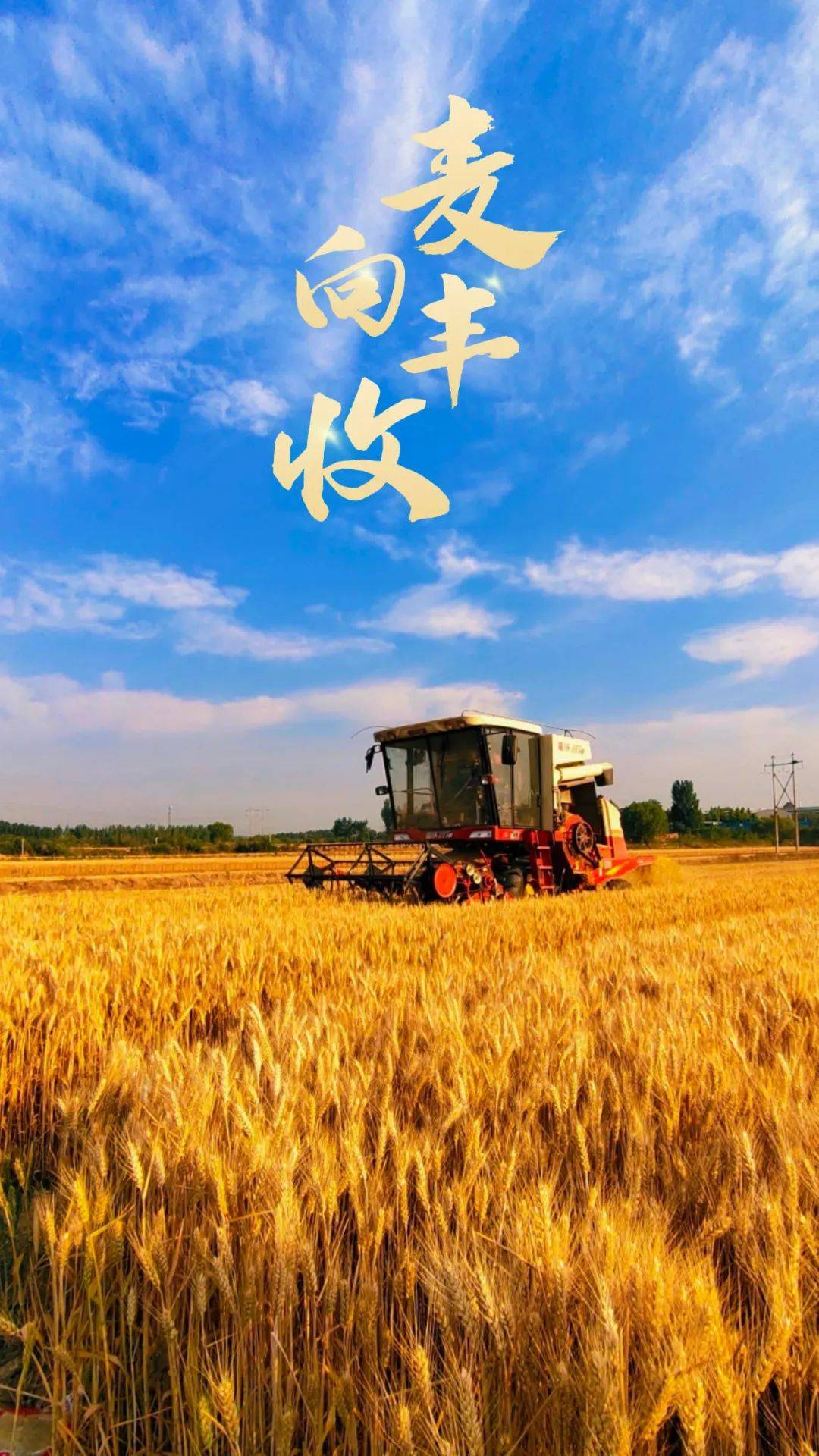 邢台"麦"向丰收!