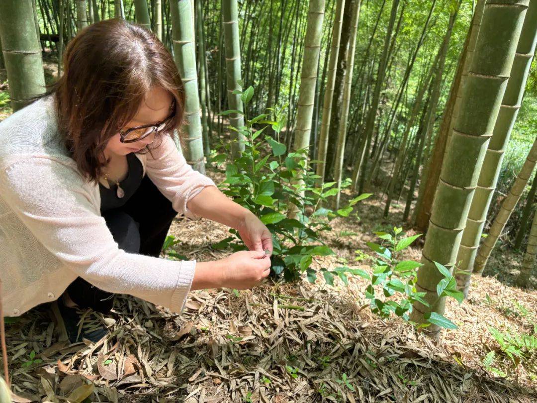 播种到采收移栽至种植基地之后经过约4