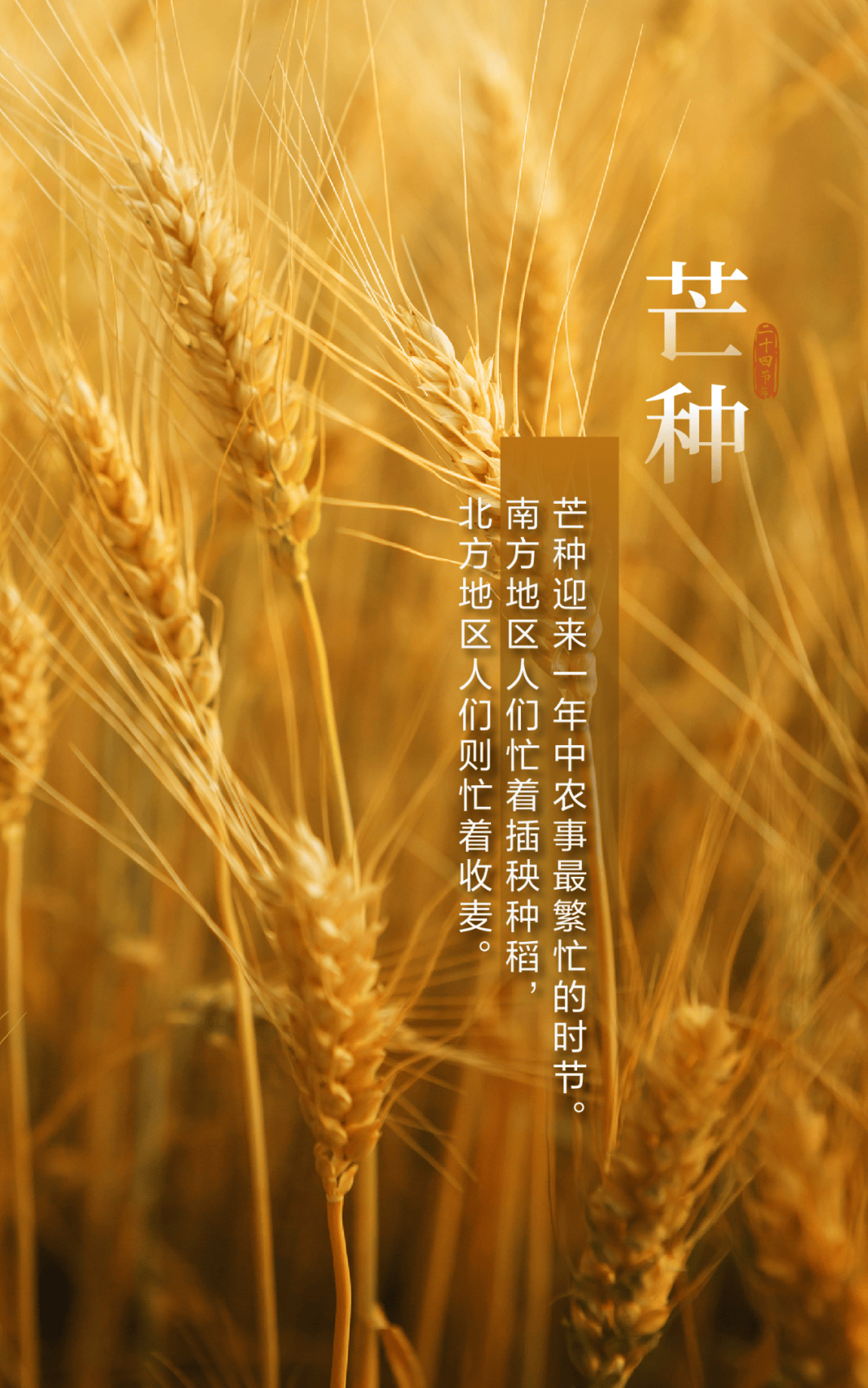 【二十四节气】今日芒种,种下希望