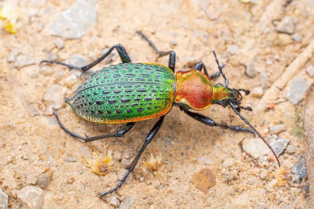 看见这种"绿宝石",千万别抓,严重可判刑!