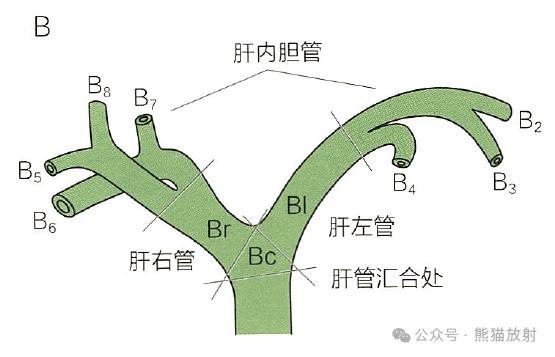 胆管,胰腺丨相关解剖结构和数值