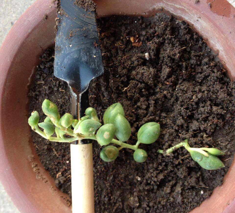 养多肉佛珠,用一个简单省心的方法,圆鼓鼓,几个月挤爆花盆
