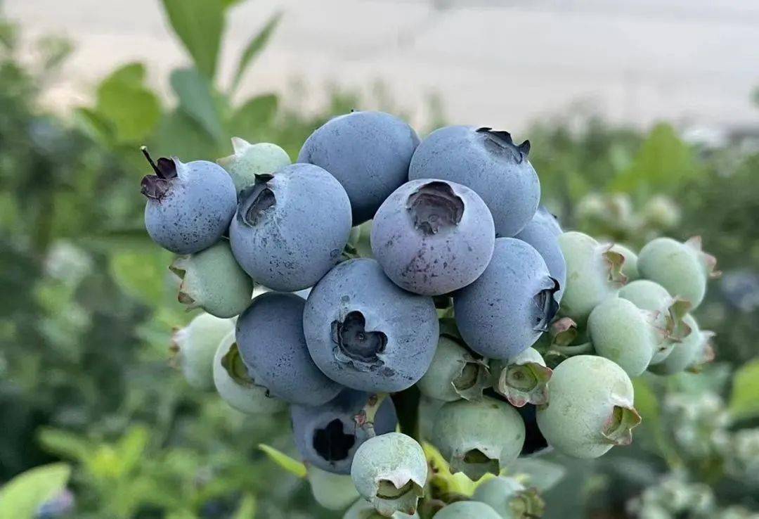 怀宁蓝莓:长三角蓝莓产业的璀璨明珠