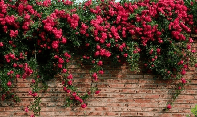 木香花有些耐寒,无论是在南方还是北方都能种植,这下北方花友有福了
