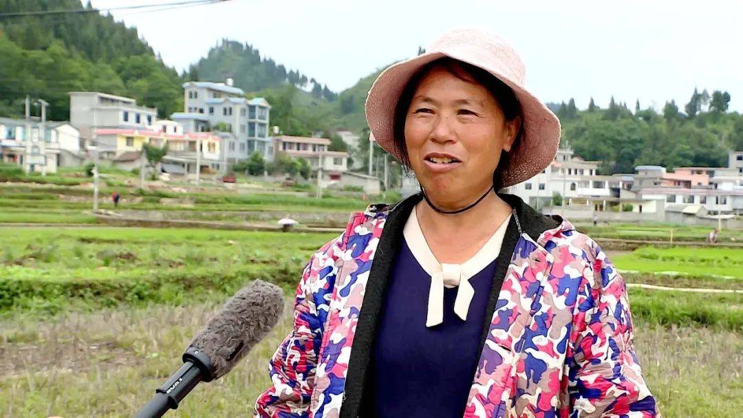 【乡风文明】旧营乡:打田插秧正当时 红米种植促振兴