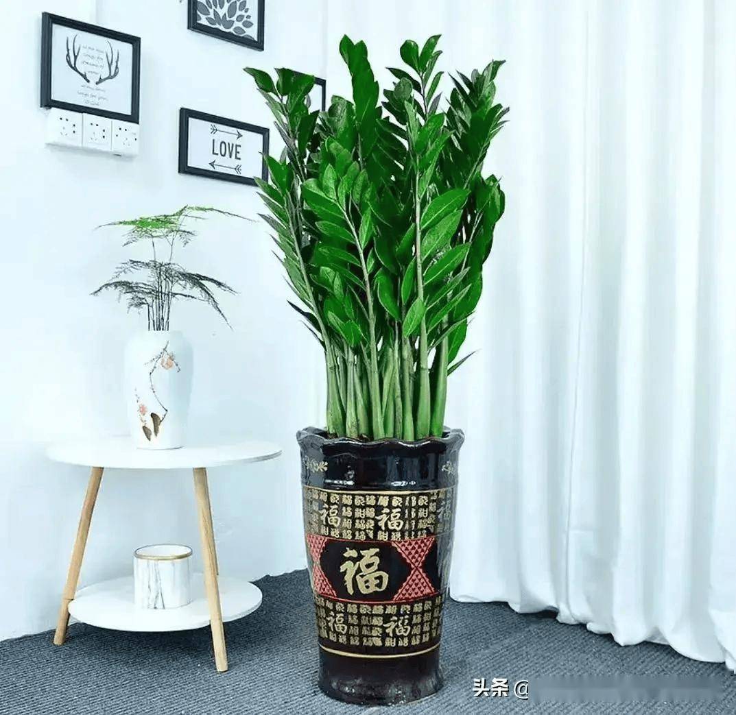 这5种树,自带"财富",寓意招财镇宅,客厅再小也要养一盆