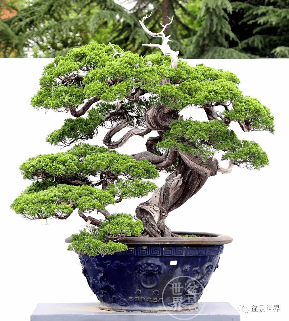 (真柏)摄于第八届世界盆景大会▲日本加藤三郎遗作《飞龙》真柏属柏科