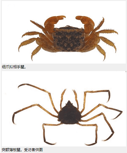 海南蟹类家族新增2名成员_东寨港_自然保护区_研究
