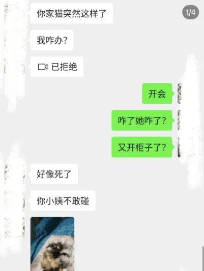 打电话说猫死了，铲屎笑哭说：死不了，它装的！