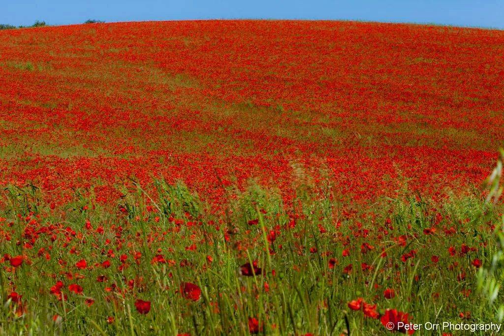英国夏日的虞美人花海,更不容错过.