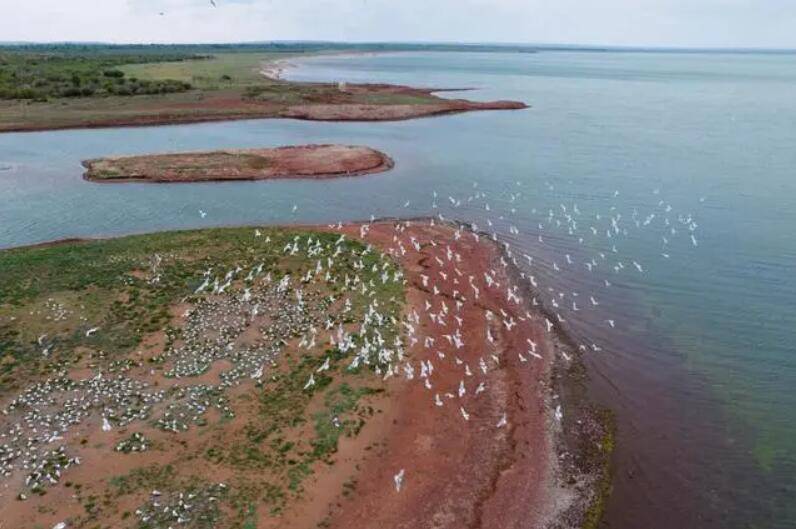 我国最大沙漠淡水湖引来濒危水鸟"安家"