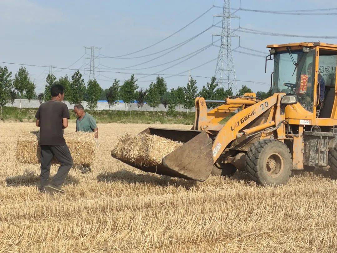 牡丹区沙土镇:秸秆回收再利用 "变废为宝"增效益_小麦_种养_农业