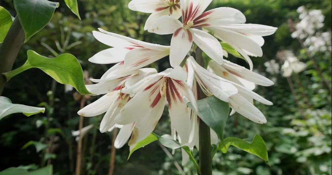 双江云南大百合迎来花期 央视新闻直播间带您去赏花