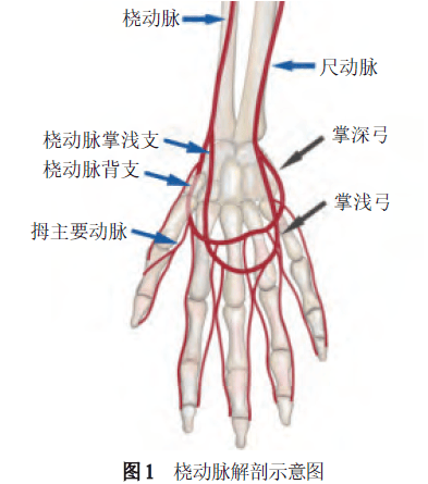 腕关节血管解剖图图片