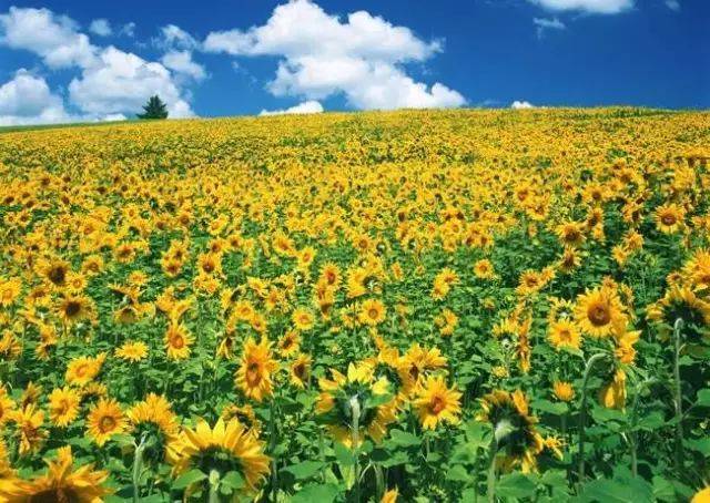 新疆昭苏县洪纳海乡三村拍摄的成片金灿灿的向日葵.