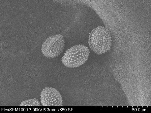 【发现】浙江再次发现新"韭菜"!依然不能炒鸡蛋