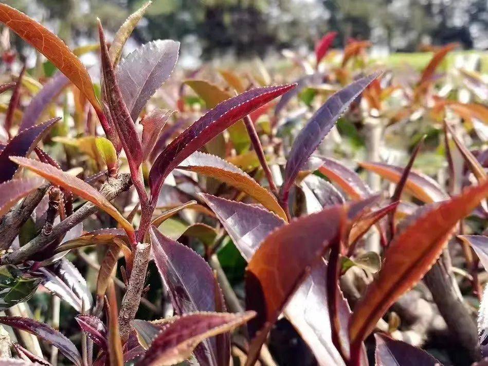 茶圈圈的紫芽茶