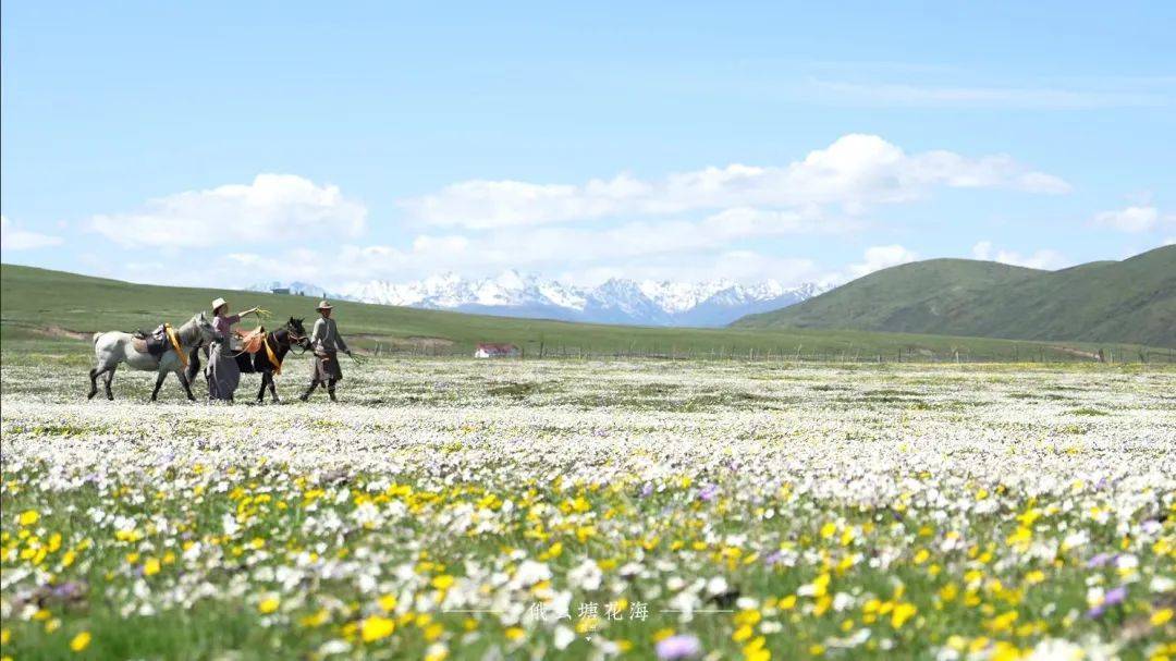 【端午游阿坝】六月在红原遇见万亩花海