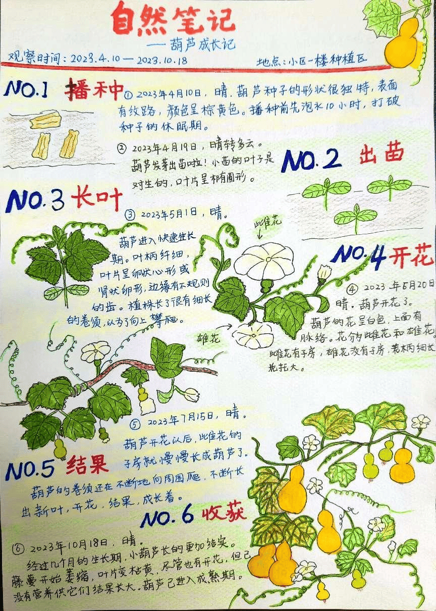 苹果树成长过程图片图片