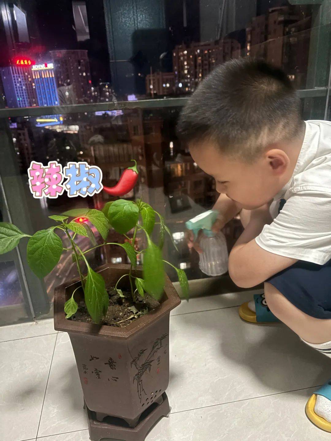 温特植物生长素实验图片