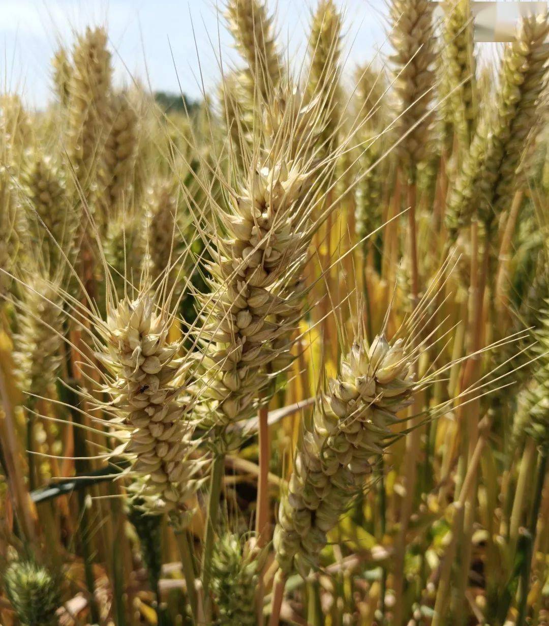 7万亩小麦迎来丰收季!目光所及,遍地金黄!