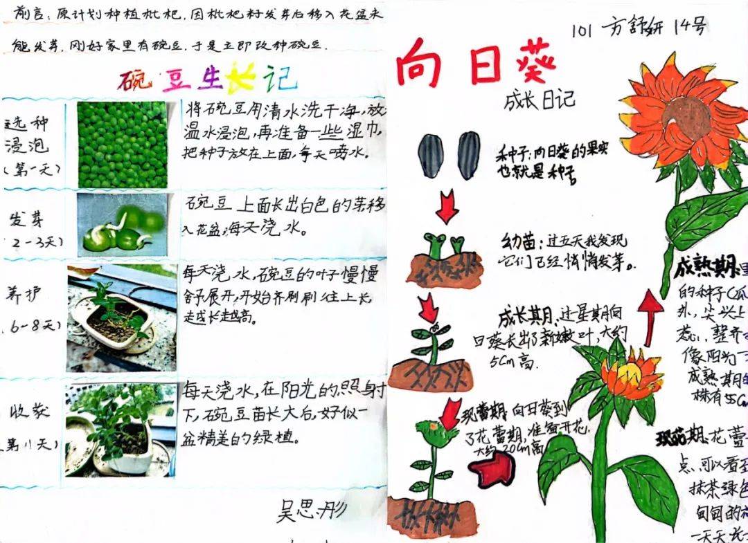 我和植物共成长