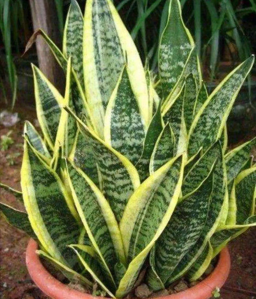 6种"耐旱花",别浇水太多,要旱养,顺利过冬,旺盛茁壮很漂亮