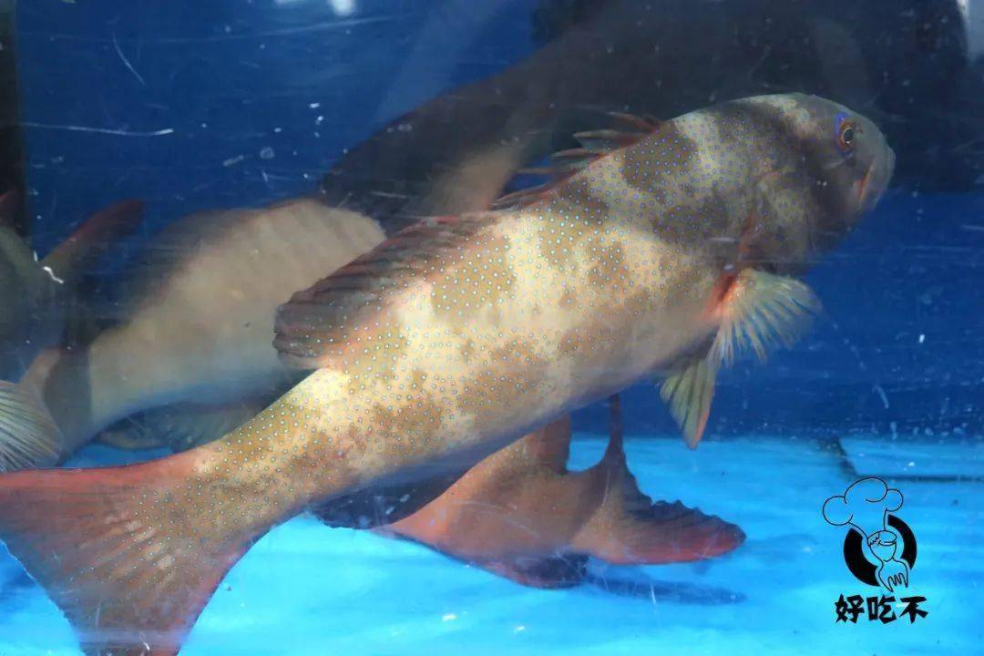 极品海鲜东星斑/水晶蟹/帝王蟹,又有白菜价啦!_特价_鱼肉_渔村