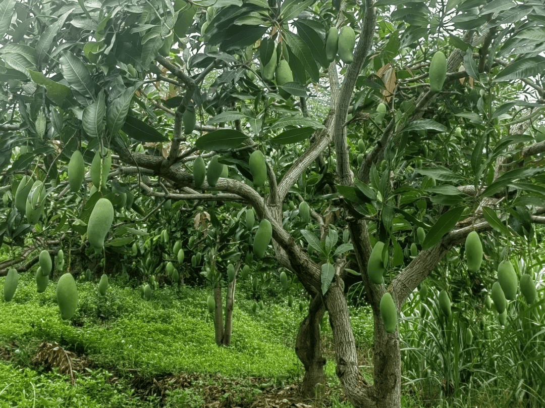 看气象如何赋能百色芒果丰收_田东县_种植_广西