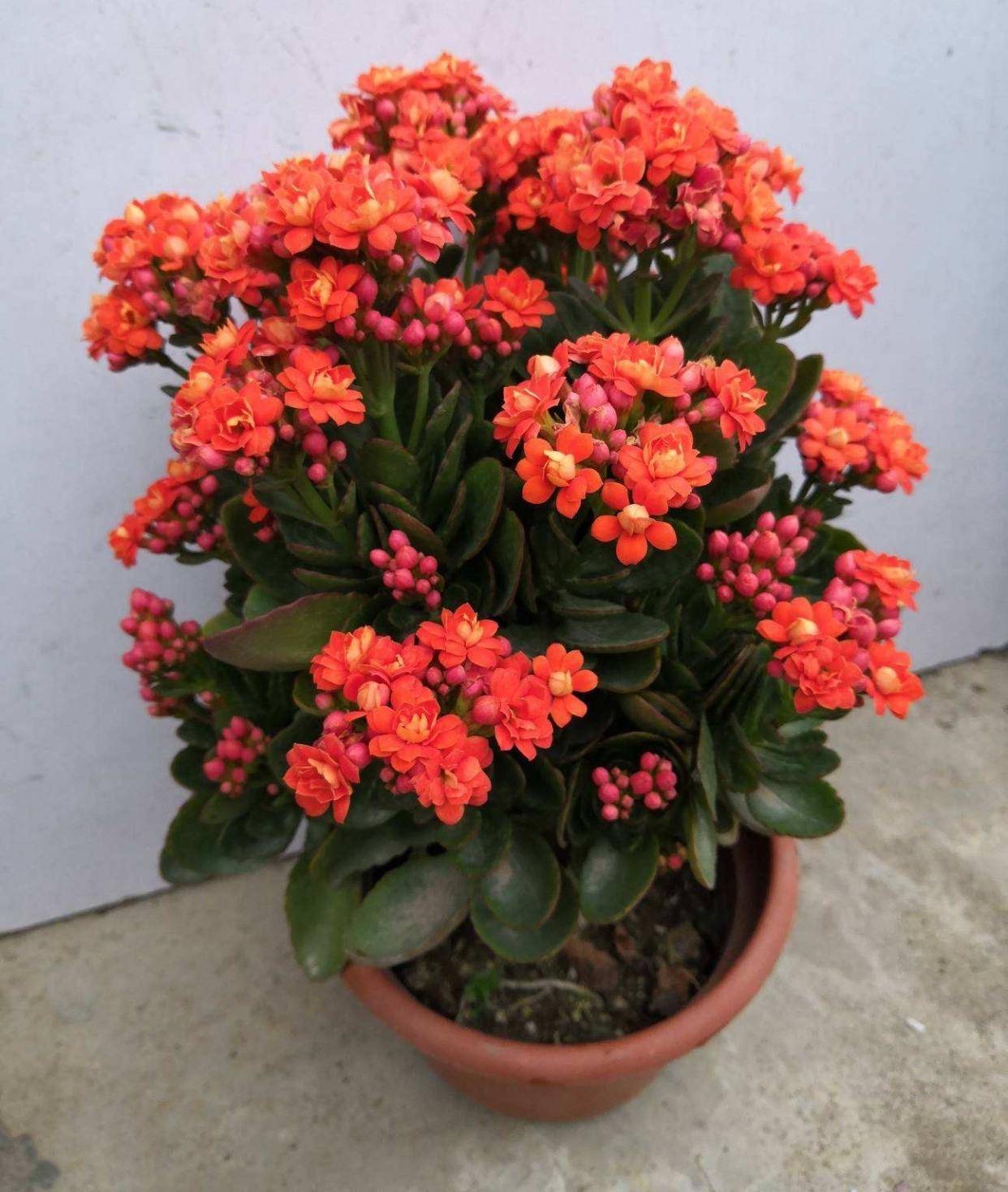 长寿花开花少?有3个"方法",开花多,长势好,变老桩,很漂亮