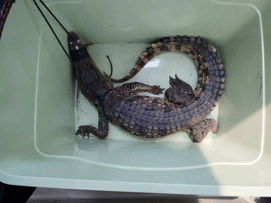 武汉江边发现3只暹罗鳄,最长1.8米!专家称或系私下放生