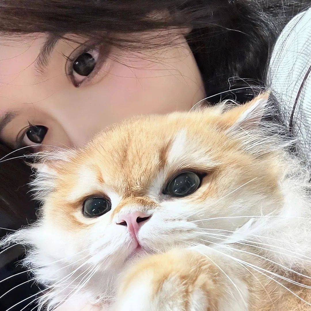 女生微信头像可爱小猫图片