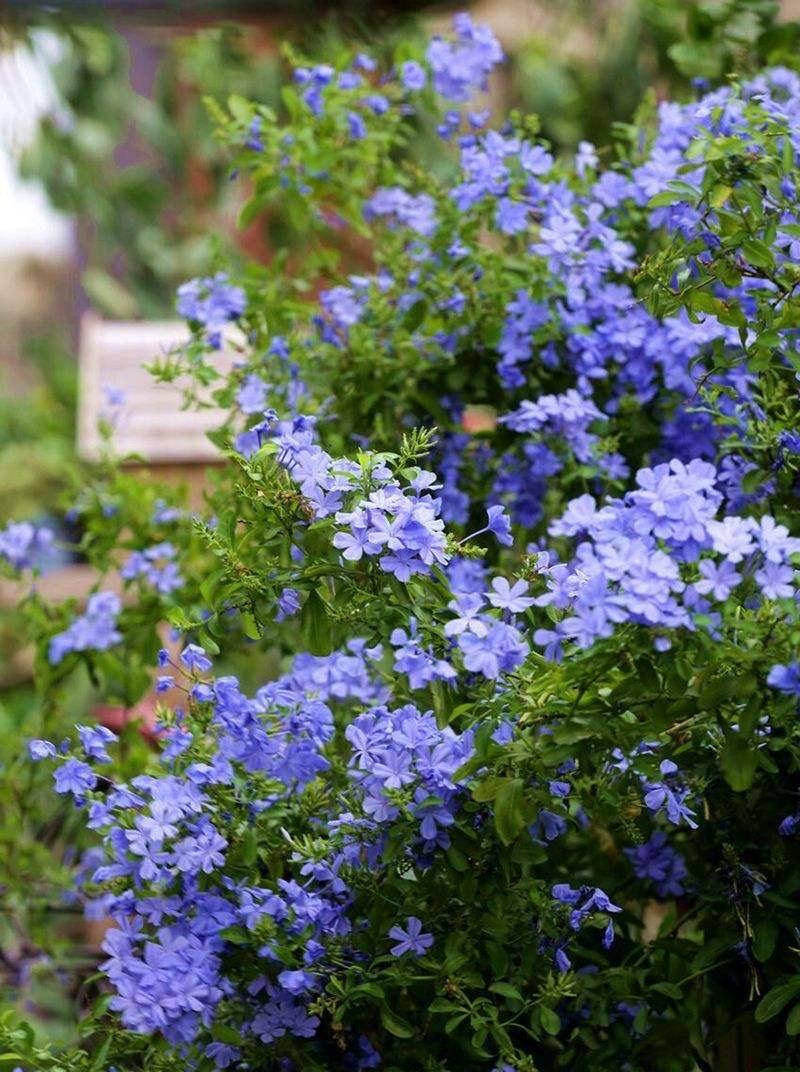 养蓝雪花,注意3细节,肯定可以繁花似锦,经常开花