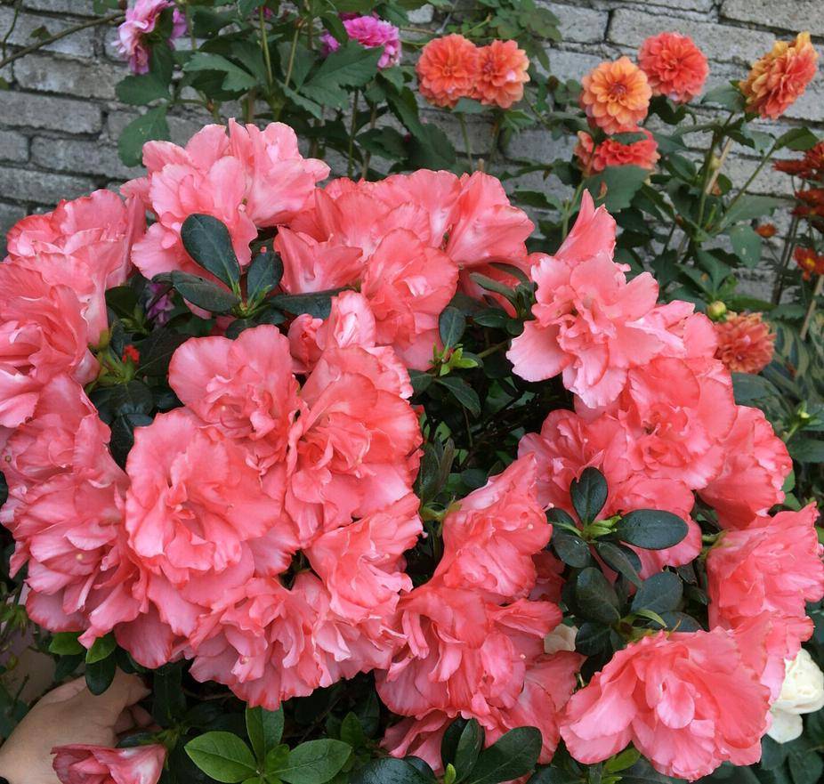 室外养杜鹃花,注意5个"细节",枝繁叶茂,开花满枝,长成老桩