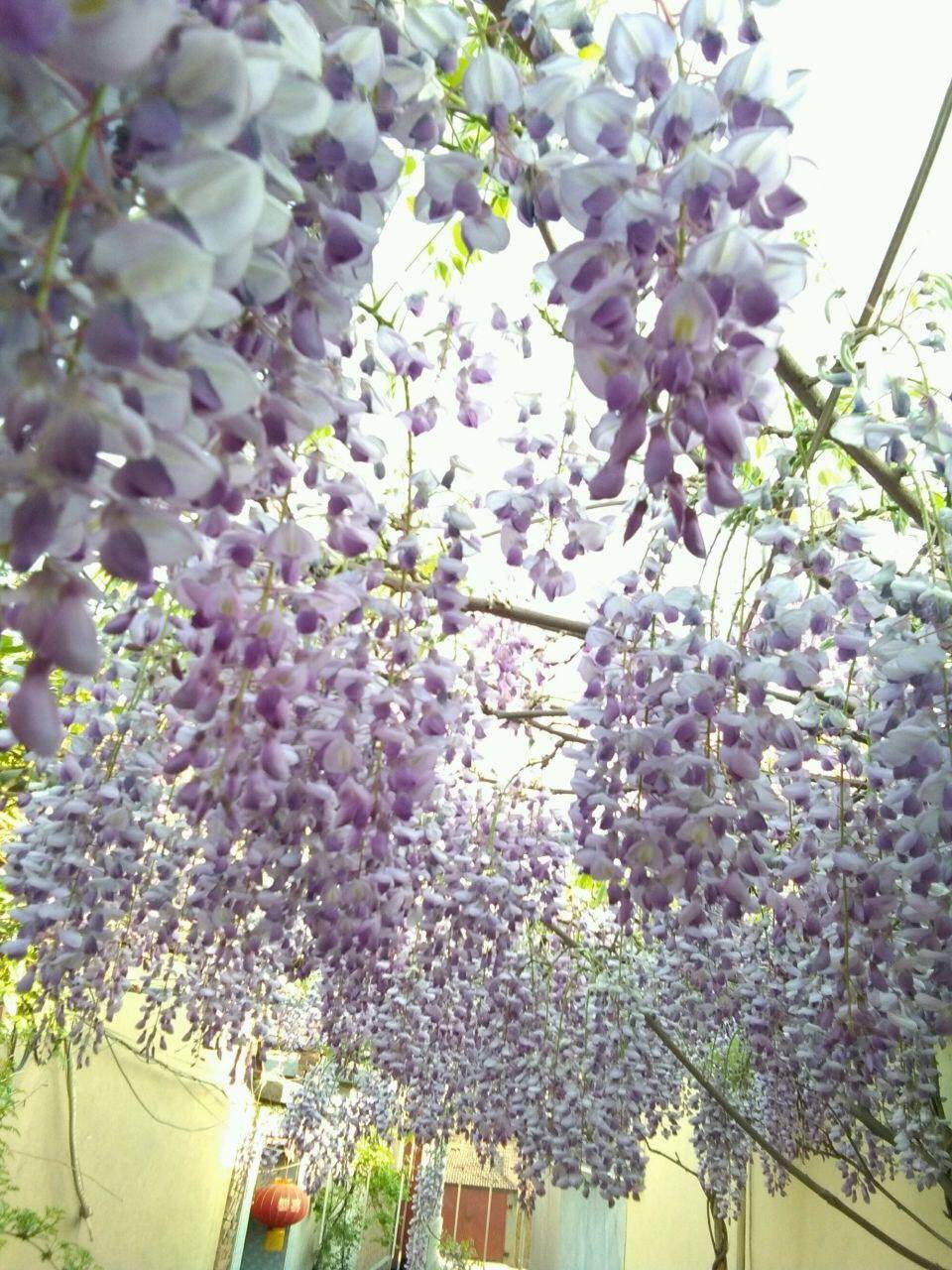 紫藤花喜湿润的土壤环境,但是不能长期有积水,它