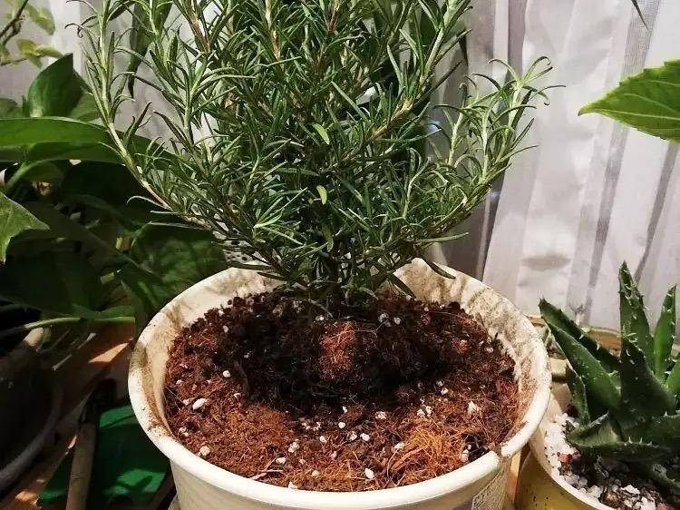 当然,十天半个月不浇水也不行,缺水就会导致枝叶干枯,迷迭香可以放在