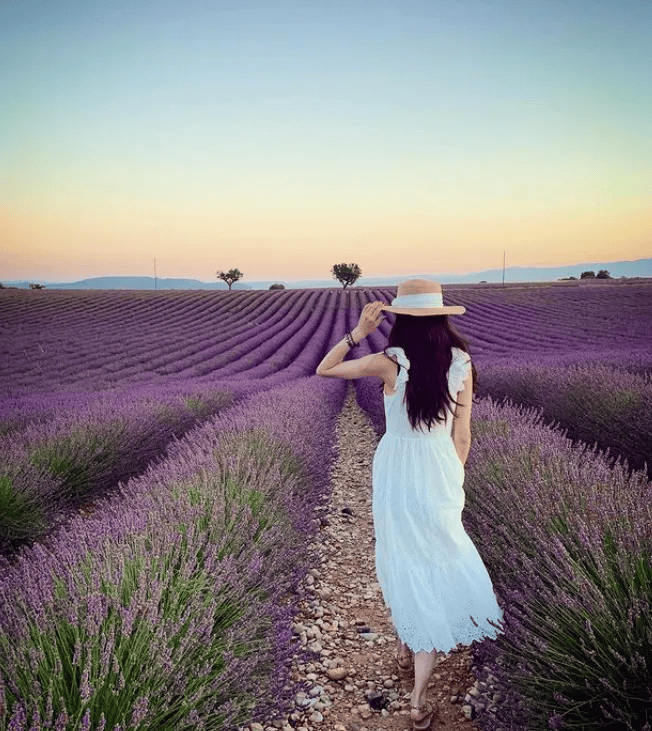 夏日必去!7月14日南法普罗旺斯【薰衣草】紫色浪漫花海一日游