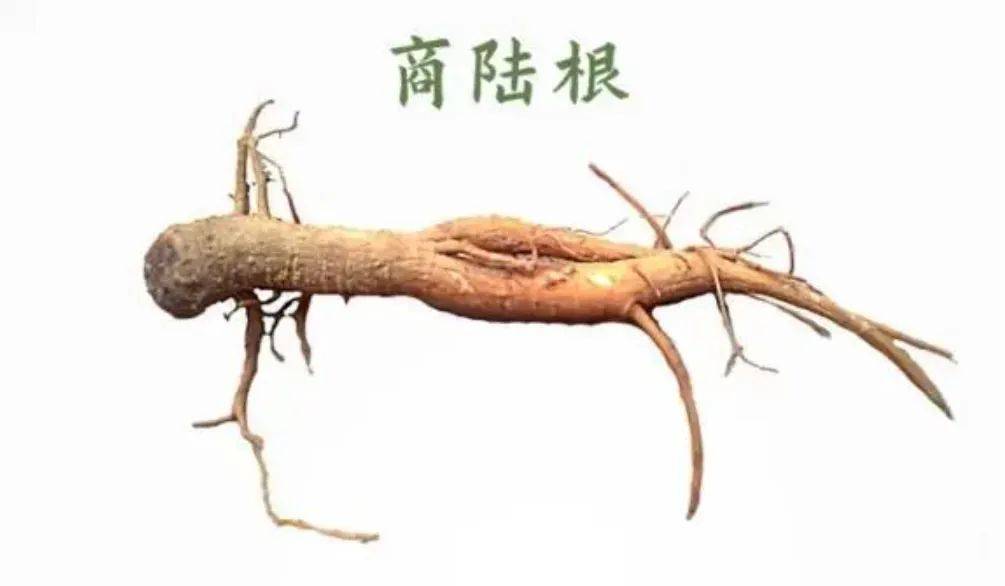 小心多伦多这种植物,全身剧毒,沾上汁液都可中招!