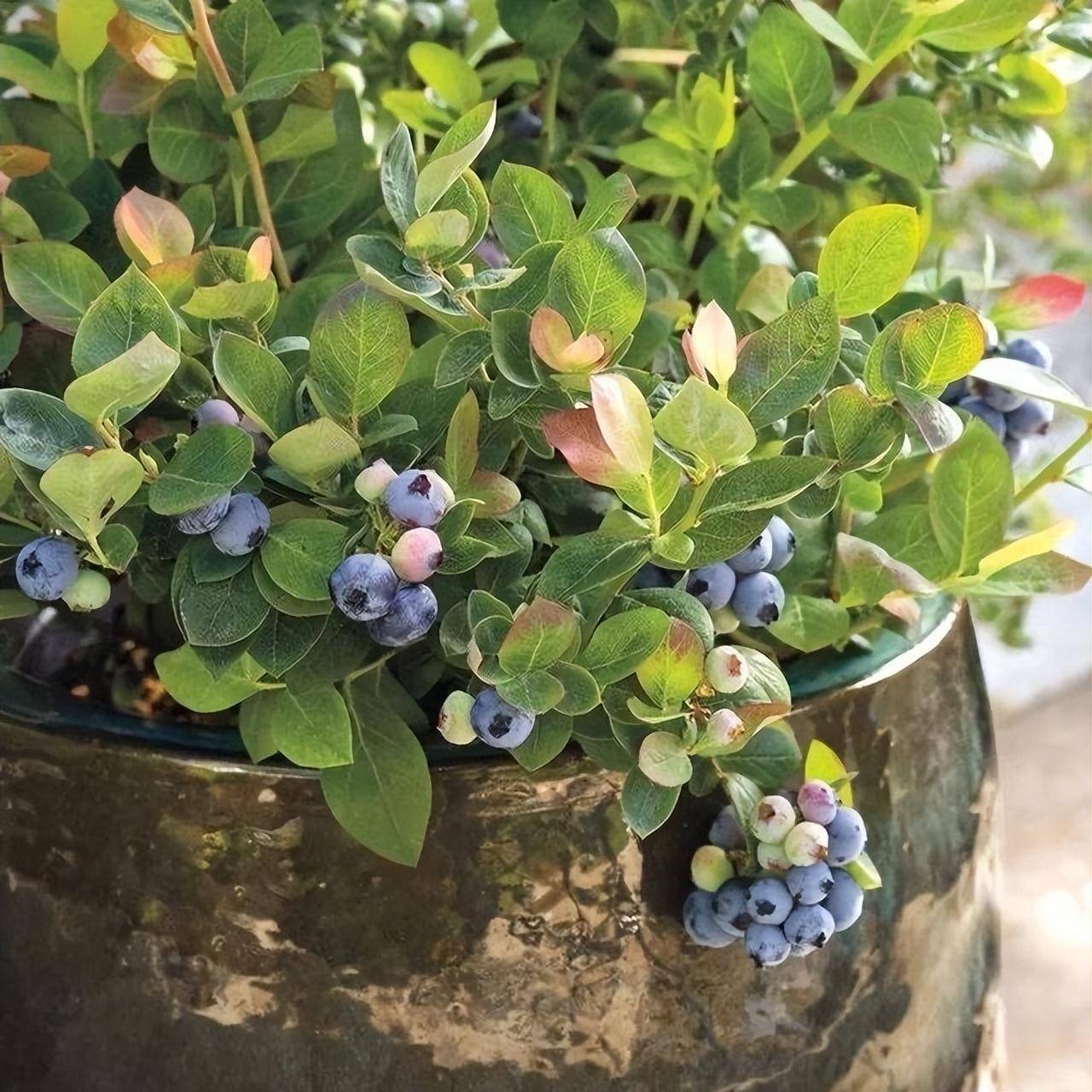 阳台种蓝莓,只要"土壤"好,果子挂满枝头,香甜可口收获也不错_种植