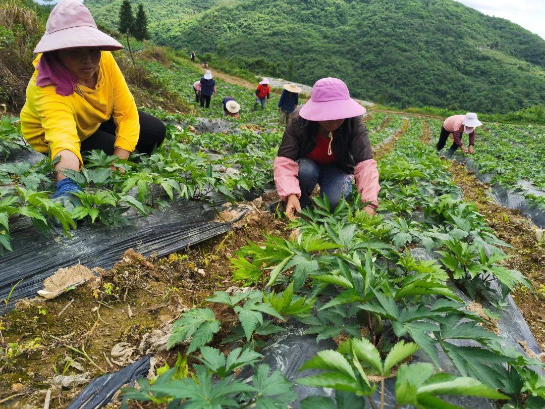 都濡街道鹿坪村:村民邓念 返乡创业正当归